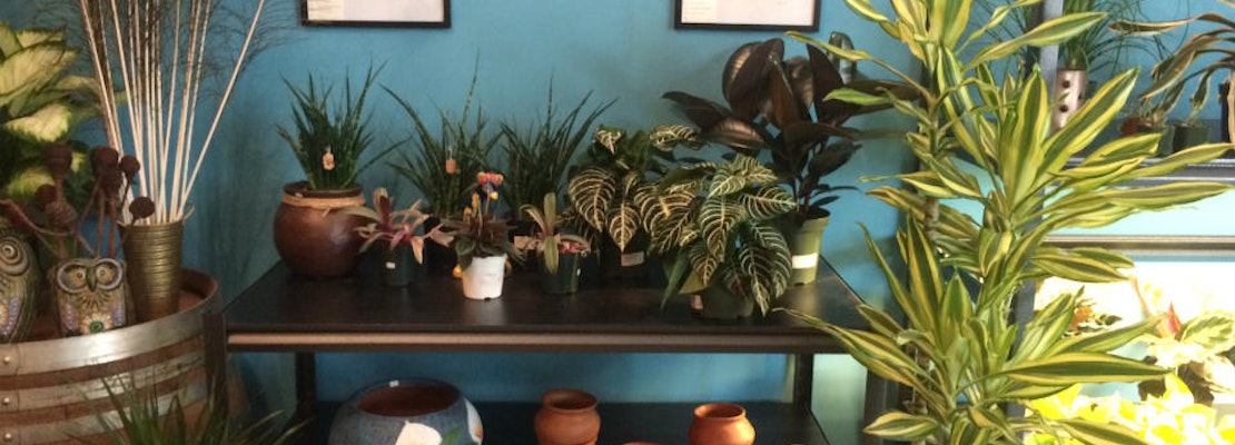 El Alacran opens shop, bringing plants and folk art to Haight Street