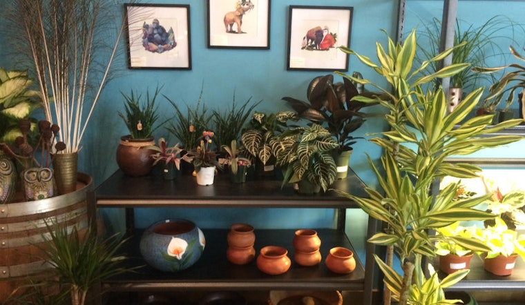 El Alacran opens shop, bringing plants and folk art to Haight Street