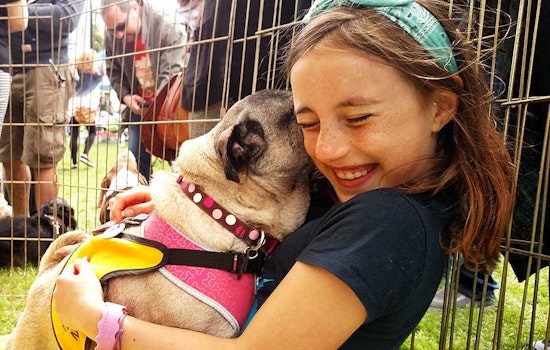 10th Annual DogFest Raises $105K For McKinley Elementary School