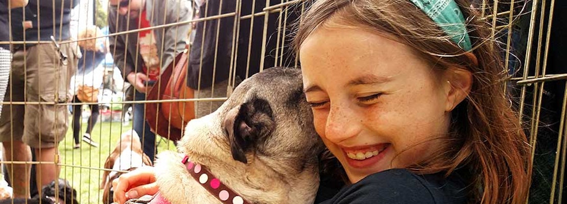 10th Annual DogFest Raises $105K For McKinley Elementary School