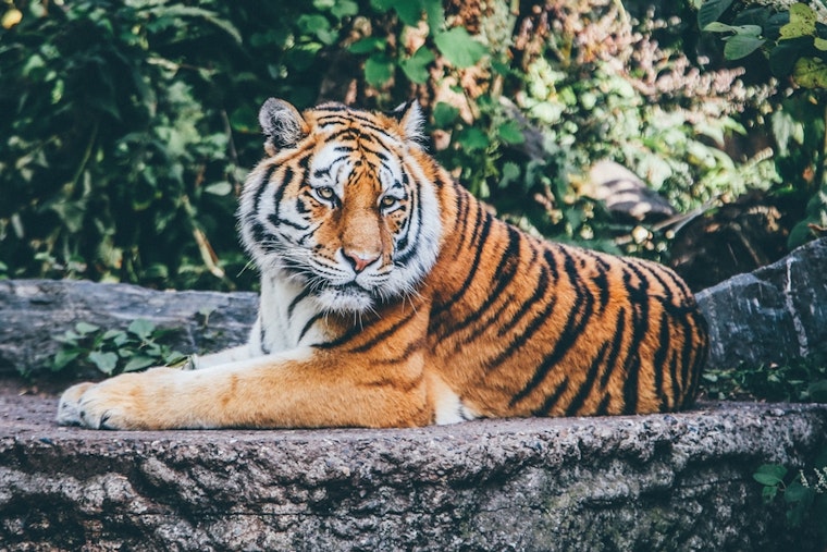 Top Houston news: Abandoned tiger to remain at sanctuary; mother stabbed to death by neighbor