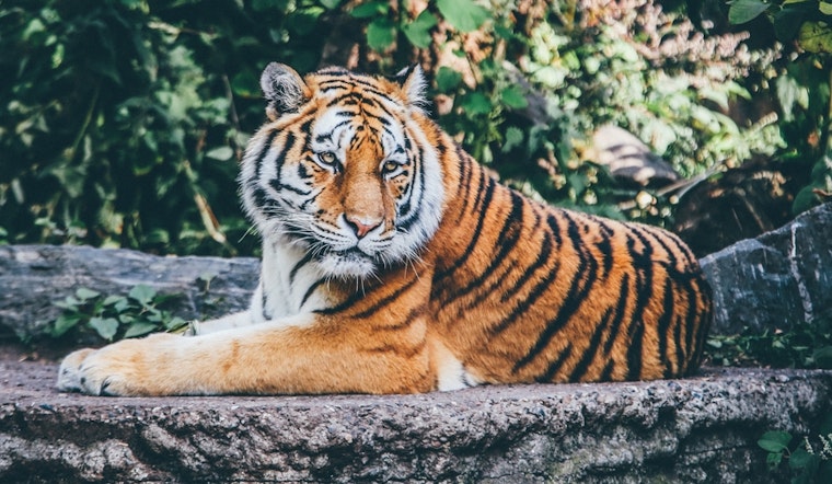 Top Houston news: Abandoned tiger to remain at sanctuary; mother stabbed to death by neighbor