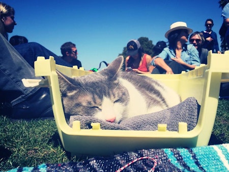SF weekend: Caturday in Dolores Park, cooking with Brown Sugar Kitchen, doggie Easter egg hunt, more