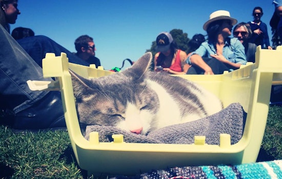 SF weekend: Caturday in Dolores Park, cooking with Brown Sugar Kitchen, doggie Easter egg hunt, more