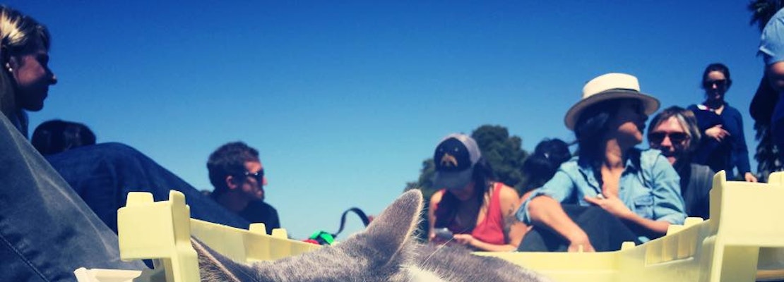 SF weekend: Caturday in Dolores Park, cooking with Brown Sugar Kitchen, doggie Easter egg hunt, more