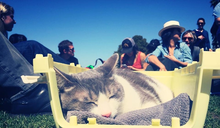 SF weekend: Caturday in Dolores Park, cooking with Brown Sugar Kitchen, doggie Easter egg hunt, more