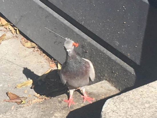 Spotted: Pigeon With Possible Blow Gun Dart Embedded In Its Head At 18th & Sanchez [Updated]
