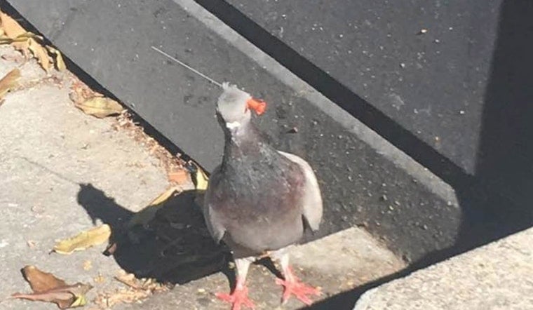 Spotted: Pigeon With Possible Blow Gun Dart Embedded In Its Head At 18th & Sanchez [Updated]