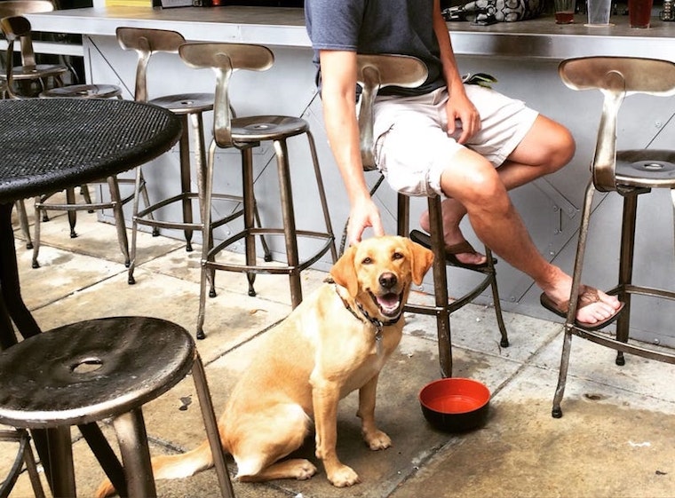 Guide to dog friendly bars, patios & parks in Kansas City