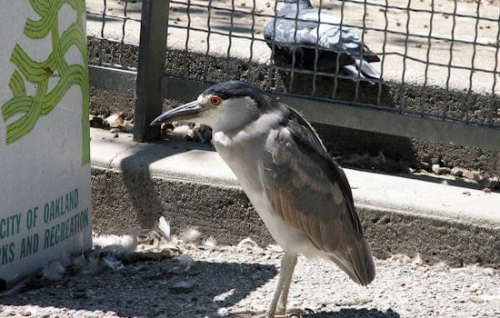 Oakland's Black-Crowned Night Herons 'Just About At Their Peak,' Says Wildlife Expert