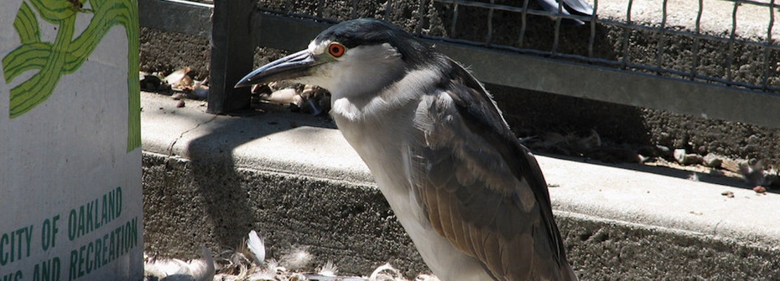 Oakland's Black-Crowned Night Herons 'Just About At Their Peak,' Says Wildlife Expert