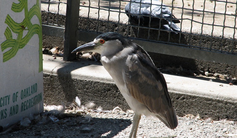 Oakland's Black-Crowned Night Herons 'Just About At Their Peak,' Says Wildlife Expert