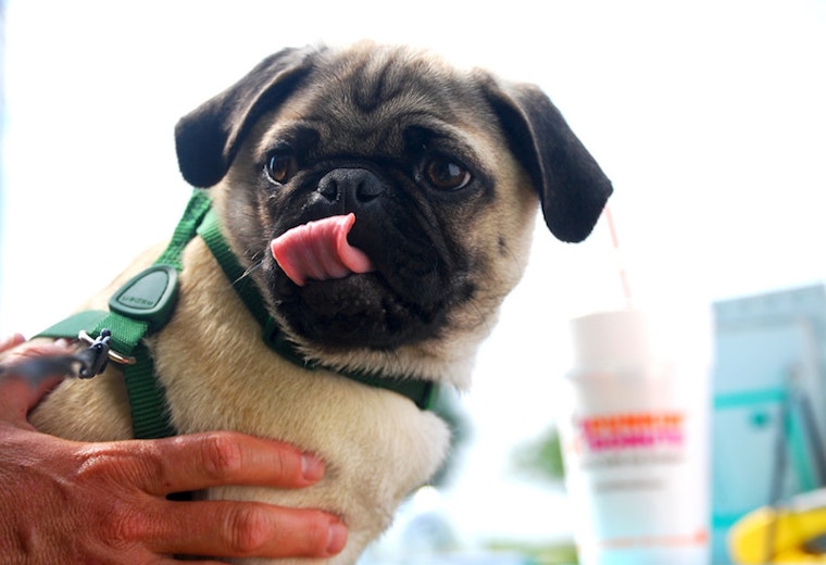 Woof: 9 Dog-Friendly Restaurants And Bars In Boston