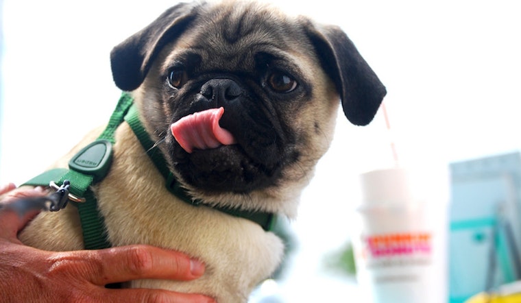 Woof: 9 Dog-Friendly Restaurants And Bars In Boston