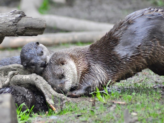 River Otter Pups Make Oakland Zoo Debut