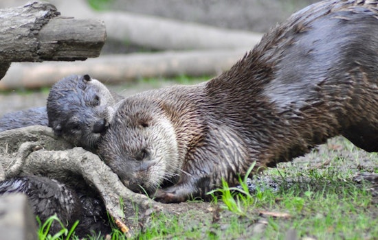River Otter Pups Make Oakland Zoo Debut