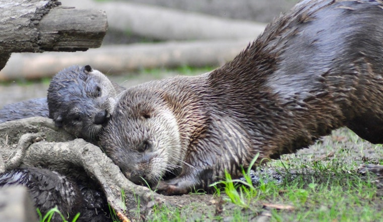River Otter Pups Make Oakland Zoo Debut