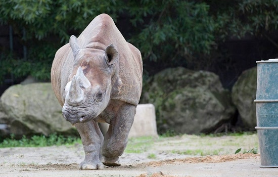 San Francisco Zoo Mourns Loss Of Elly, 'Motherly' Black Rhino