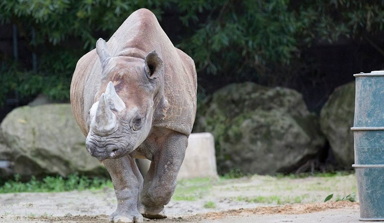 San Francisco Zoo Mourns Loss Of Elly, 'Motherly' Black Rhino