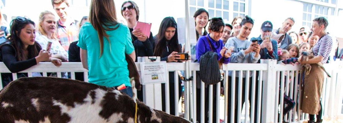 SF weekend: Goatchella returns, Cherry Blossom Festival, Thai New Year food festival, more