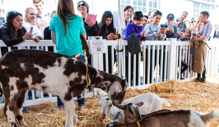 SF weekend: Goatchella returns, Cherry Blossom Festival, Thai New Year food festival, more