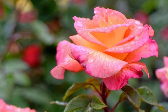 How to enjoy Earth Day in Portland