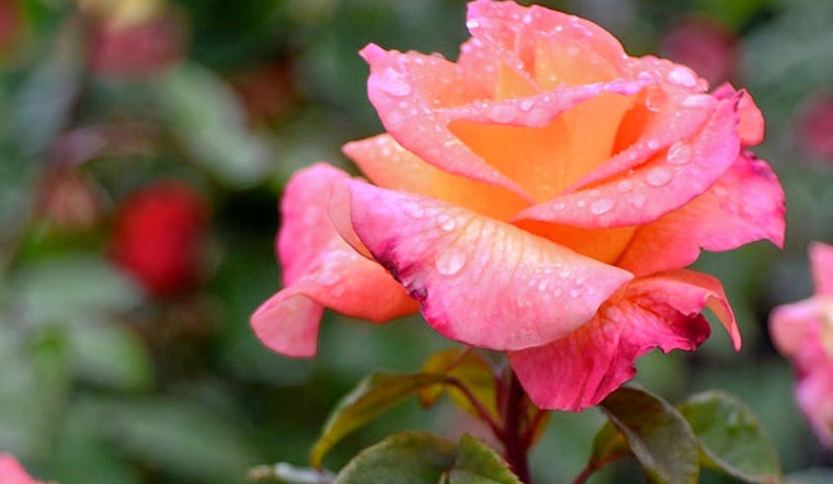 How to enjoy Earth Day in Portland