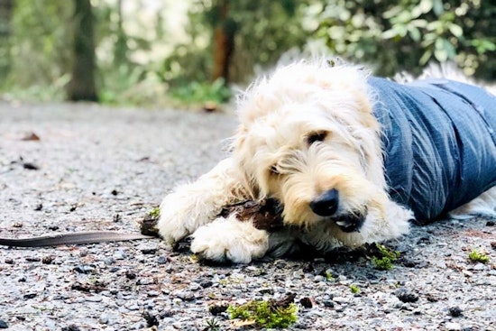 How to enjoy Earth Day in Seattle