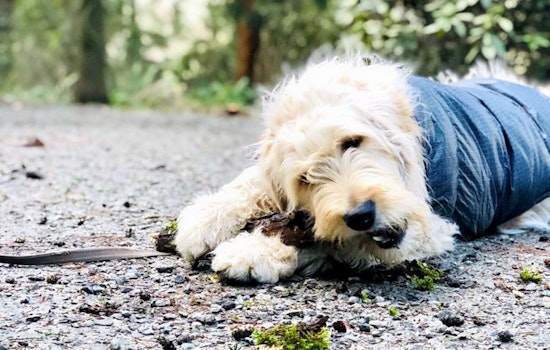 How to enjoy Earth Day in Seattle
