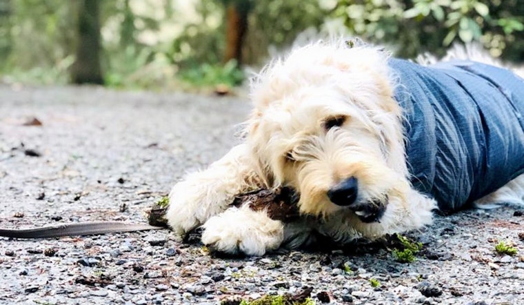 How to enjoy Earth Day in Seattle