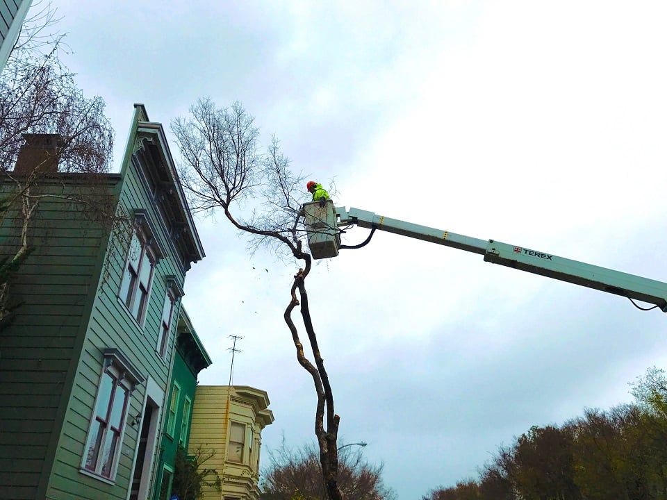 As Tree Maintenance Reverts Back To The City, Here's What To Expect