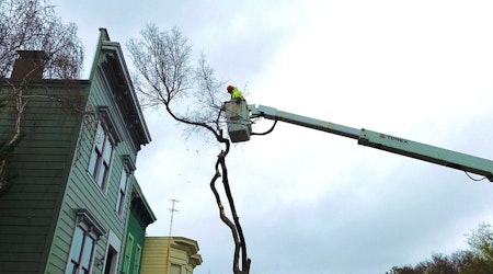 As Tree Maintenance Reverts Back To The City, Here's What To Expect