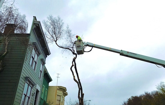 As Tree Maintenance Reverts Back To The City, Here's What To Expect