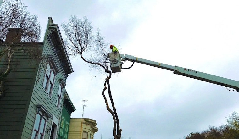 As Tree Maintenance Reverts Back To The City, Here's What To Expect