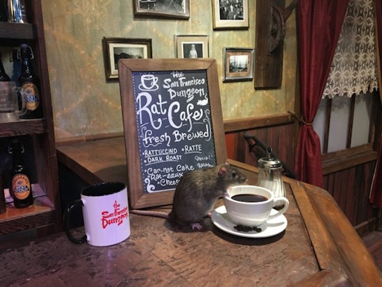For 'Rat Cafe,' SF Dungeon Brings Rats To The Table