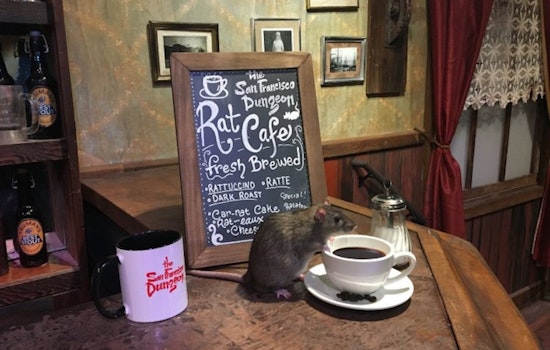 For 'Rat Cafe,' SF Dungeon Brings Rats To The Table