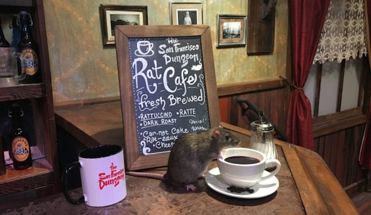 For 'Rat Cafe,' SF Dungeon Brings Rats To The Table