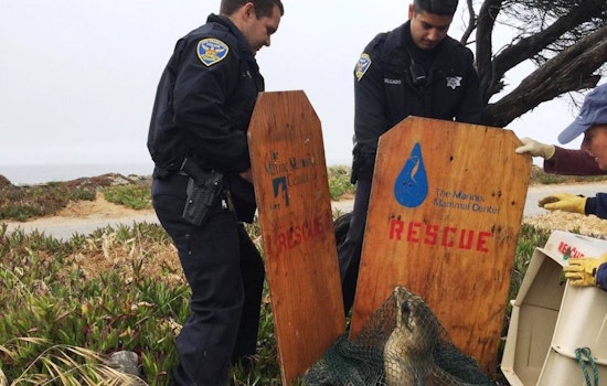 SFPD Rescues Baby California Sea Lion At Great Highway