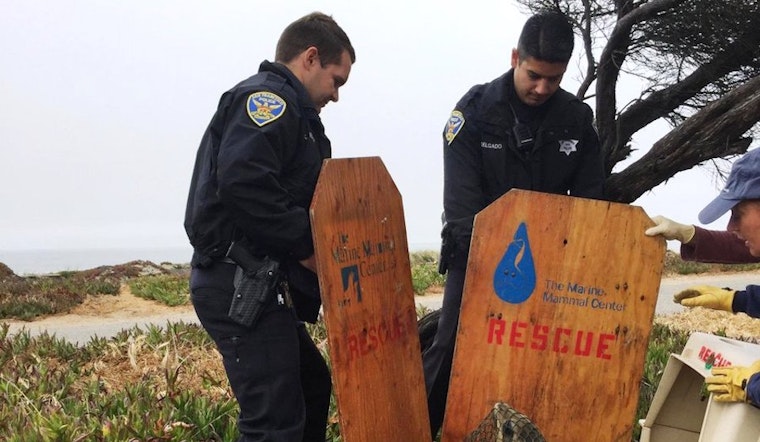 SFPD Rescues Baby California Sea Lion At Great Highway