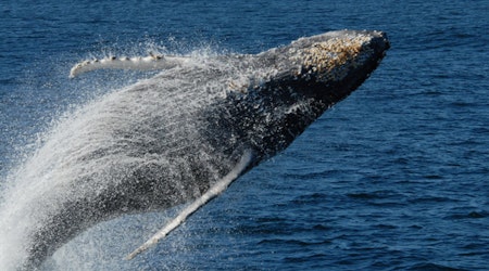 Make A Splash: Where To Watch Whales In San Francisco And Beyond
