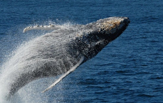 Make A Splash: Where To Watch Whales In San Francisco And Beyond