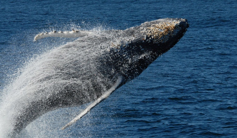 Make A Splash: Where To Watch Whales In San Francisco And Beyond