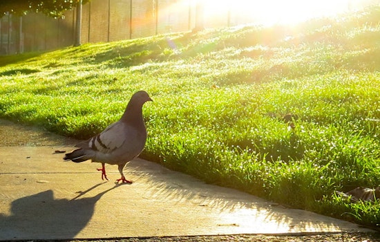 More Pigeons With Blow Gun Dart Injuries Appear In The Castro, Mission