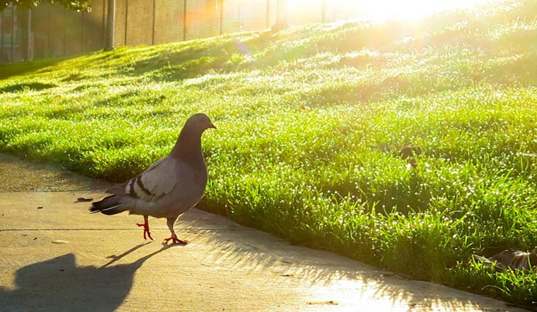 More Pigeons With Blow Gun Dart Injuries Appear In The Castro, Mission