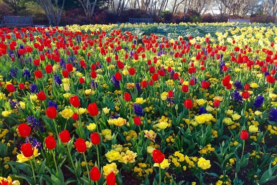 How to enjoy Earth Day in Dallas