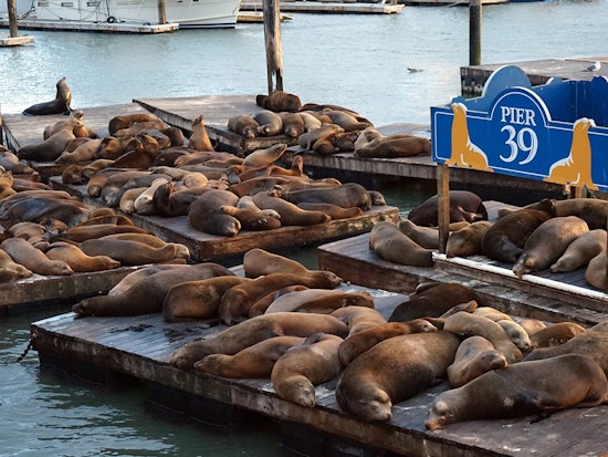 With Summer Ahead, Most Sea Lions Expected To Leave Pier 39