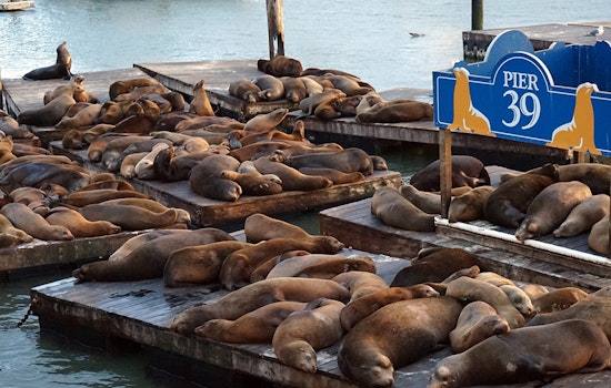 With Summer Ahead, Most Sea Lions Expected To Leave Pier 39