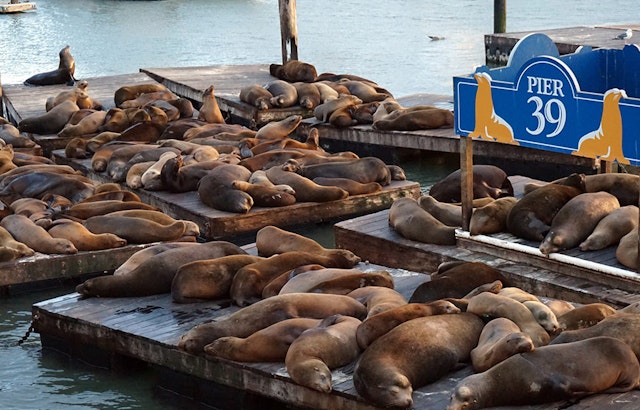 With Summer Ahead, Most Sea Lions Expected To Leave Pier 39