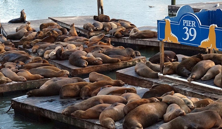 With Summer Ahead, Most Sea Lions Expected To Leave Pier 39