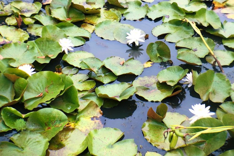How to enjoy Earth Day in Washington